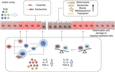 Potential application mechanism of traditional Chinese medicine in treating immune checkpoint inhibitor-induced colitis